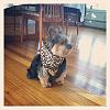 NJ/PA/CT/NY area Yorkie owners can you post pictures of your doggies?-3333.jpg