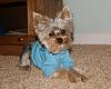 Doggie identification problem ?!?!?!?-barney-stud-muffin-shirt2.jpg