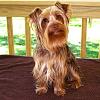 Yorkie coat texture-user19259810_pic127761_1368705836.jpg