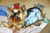 Yorkie coat texture-dsc_4149_02463-web2.jpg