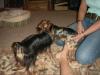I may be getting another yorkie today!-brandy-titan.jpg