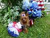 Do you dress up your yorkies?-image.jpg