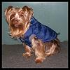 Do you dress up your yorkies?-019ab.jpg