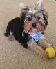 Before and After.  Puppy's First haircut!-image.jpg