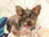 Grooming The Yorkshire Terrier - #1 Top Knot-1-gucci-11-01-04.jpg