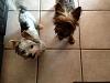 A new yorkie to the family-2boys.jpg