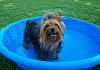 Easy set-up pools for dogs-lil-pool.jpg