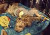 Does anyone's Yorkie/Morkie, like to lay on their back to sleep?-imag0299.jpg