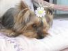 Grooming The Yorkshire Terrier - #1 Top Knot-cheri-spring.jpg