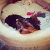 I pick up my puppy Sunday :)-photo-1.jpg