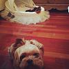 I pick up my puppy Sunday :)-photo-2.jpg