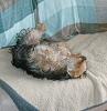 Does anyone's Yorkie/Morkie, like to lay on their back to sleep?-bild0611.jpg