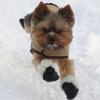 Yorkies and snow-snowsample2.jpg