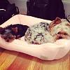 I pick up my puppy Sunday :)-photo-5.jpg
