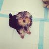 I pick up my puppy Sunday :)-photo-1.jpg