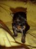 Question about RUNT puppy of Bitsy's.-mvc-003f.jpg