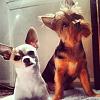 any mixed breeds?-my-babies.jpg