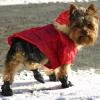Yorkies and snow-img_8369.jpg