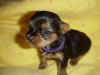 Question about RUNT puppy of Bitsy's.-mvc-006f.jpg
