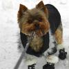 Yorkies and snow-eddiegood-11-copy.jpg