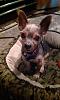 Tacky Things People Have Said to You About Your Yorkie-imag0866.jpg