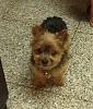 Tacky Things People Have Said to You About Your Yorkie-scrappy.jpg