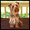 How did your Yorkie love story begin?-003abc.jpg