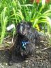 Tacky Things People Have Said to You About Your Yorkie-image.jpg