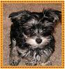 How did your Yorkie love story begin?-chibibaby1.jpg