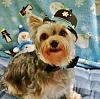 How did your Yorkie love story begin?-wp_20130115_043-640x511-.jpg