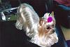 How did your Yorkie love story begin?-newytf2.jpg