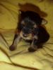 Question about RUNT puppy of Bitsy's.-mvc-005f.jpg