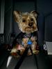 How did your Yorkie love story begin?-bucket-2.jpg