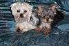 How did your Yorkie love story begin?-dsc00025.jpg