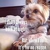 Peanut's thought of the day..-photo-18-.jpg