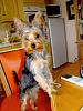 Can Yorkies eat Cornflakes safely?-oi-im-talking-you-mail.jpg