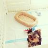 I pick up my puppy Sunday :)-photo-2.jpg