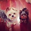 I pick up my puppy Sunday :)-photo-4.jpg