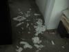 Yorkie Vs Toilet Paper-dsc00956-small-.jpg