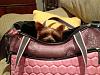 Puppy Purse-photo.jpg