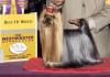 Westminster Dog Show..Go Yorkies!!-wm-06.jpg