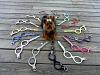 What Ypu Should Use for a Leash-image.jpg