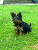 off lead yorkies ???-photo0055.jpg