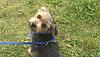 Yorkie/Lhasa Apso Mix Breed-imag0199.jpg