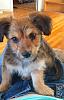 Meet Willow, my Yorkie Russell pup!-1098472_4791792607586_1436729328_n.jpg