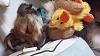 Meet Willow, my Yorkie Russell pup!-1150564_4800380462277_265685886_o.jpg