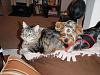 Does your Yorkie have feline friends?-3.jpg