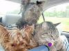 Does your Yorkie have feline friends?-4.jpg