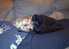 Does your Yorkie have feline friends?-mia-smokey-img-20120305-00283_a_g_b_c-800x579.jpg