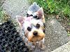 New To Yorkie Talk-salon-crop.jpg